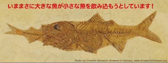 魚の化石｜瞬間的な埋没の証拠