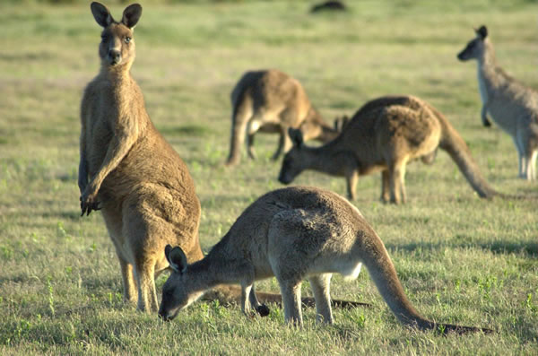 オーストラリアの動物―カンガルー