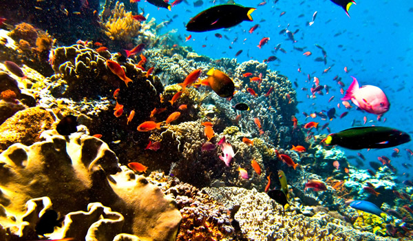 diving_sea-creatures　海の生物